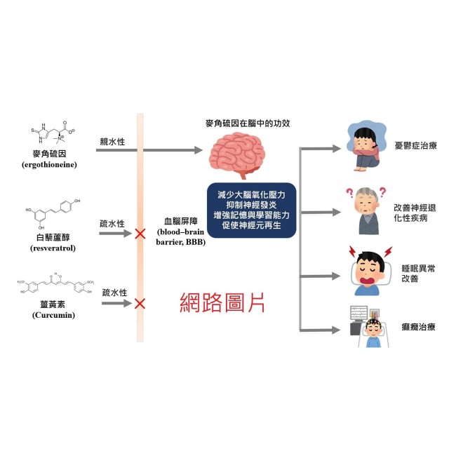 麥角硫因(抗氧化)-金頂側耳活力複方菌絲體