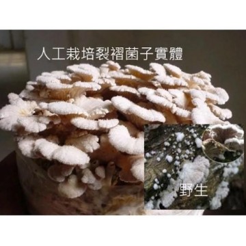 美人計-青春樹-白蔘菇（裂摺菌）助眠綜合複方菌絲體（粉狀）