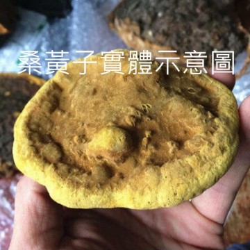 桑黃菌絲體-森林中的黃金（台灣生產製造乾式穀類發酵菌絲體)