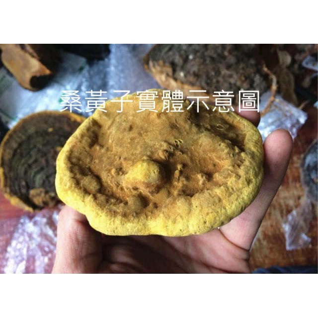 桑黃菌絲體-森林中的黃金（台灣生產製造乾式穀類發酵菌絲體)