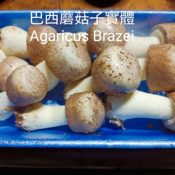 巴西蘑菇(姬松茸)菌絲體-活性多醣體之王