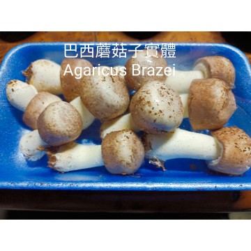 巴西蘑菇(姬松茸)菌絲體-活性多醣體之王