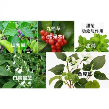 青草茶-五寶茶(沖泡式)