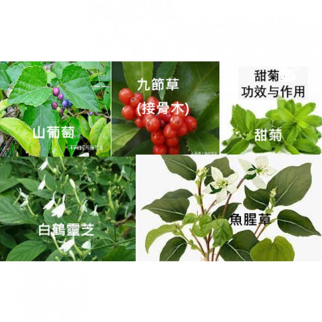 青草茶-五寶茶(沖泡式)